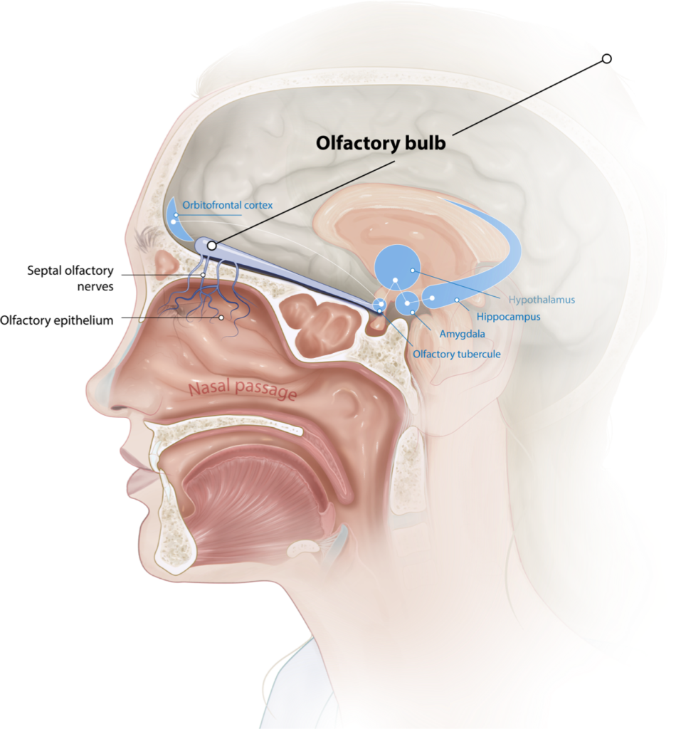 Olfactory System - Loss of Smell