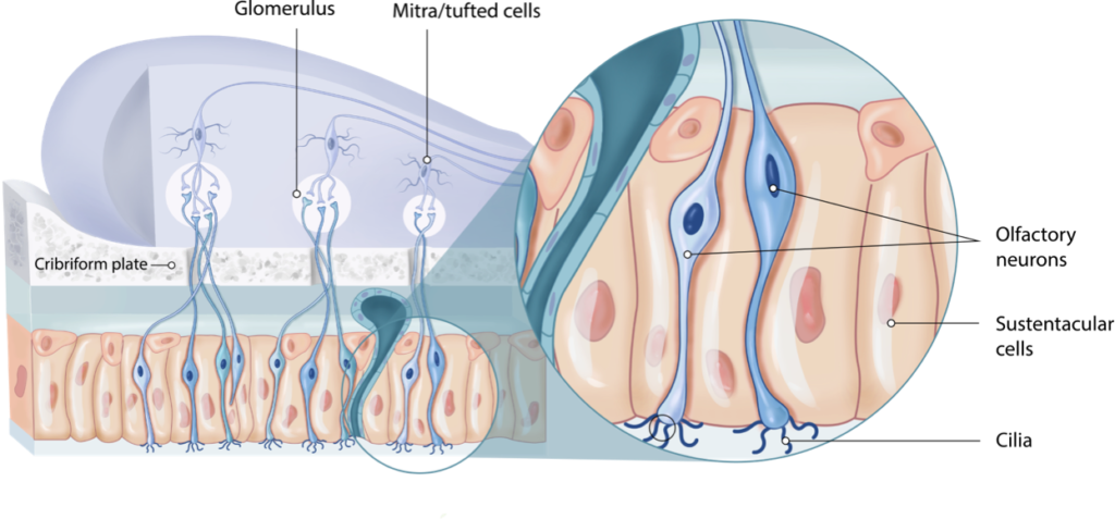 Olfactory neurons - recovering scent