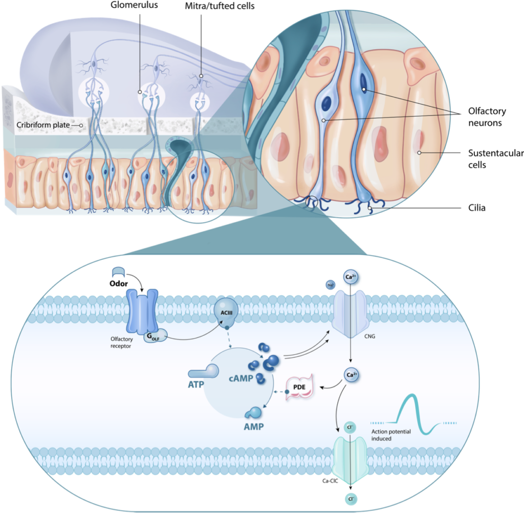 Healthy Olfactory Neurons - Repair Smell